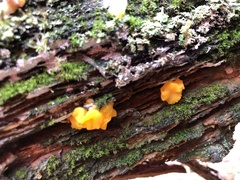 Dacrymyces