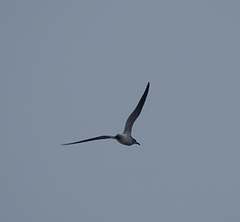 Laridae