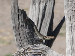 Trachylepis wahlbergii