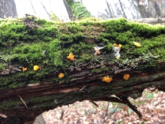 Dacrymyces