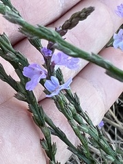Verbena halei