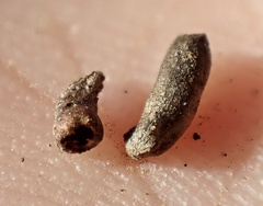 Osteospermum calendulaceum