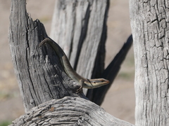 Trachylepis wahlbergii