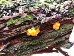 Dacrymyces