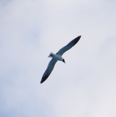 Leucophaeus atricilla