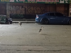 Nycticorax nycticorax