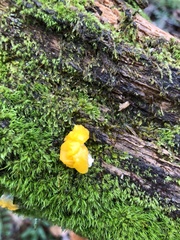 Dacrymyces