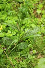 Dactylorhiza