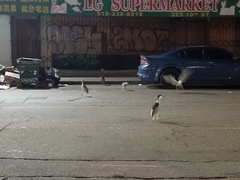 Nycticorax nycticorax