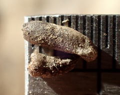 Osteospermum calendulaceum