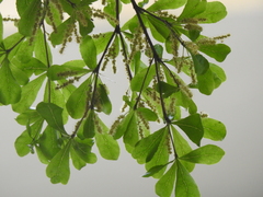 Terminalia mantaly