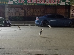 Nycticorax nycticorax