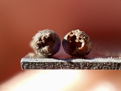 Osteospermum calendulaceum