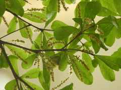 Terminalia mantaly