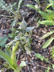 Chloraea magellanica