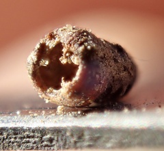 Osteospermum calendulaceum