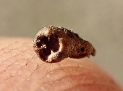 Osteospermum calendulaceum