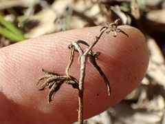 Osteospermum calendulaceum