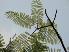 Schizolobium parahyba