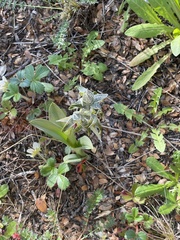 Chloraea magellanica