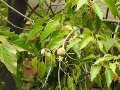 Aleurites moluccanus