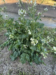 Raphanus raphanistrum