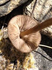 Entoloma perzonatum