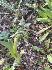 Chloraea magellanica