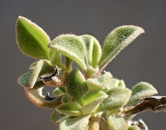Aizoon pubescens