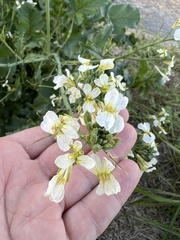 Raphanus raphanistrum