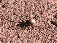 Latrodectus geometricus