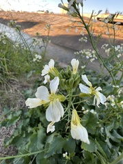 Raphanus raphanistrum