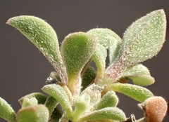 Aizoon pubescens