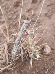 Bolivaria brachyptera