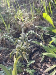 Chloraea magellanica