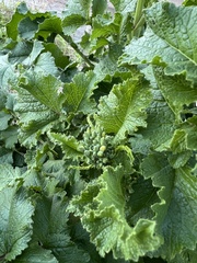 Raphanus raphanistrum