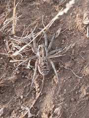 Lycosa praegrandis
