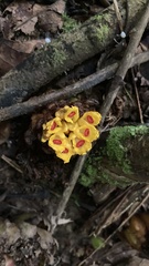 Etlingera fimbriobracteata