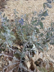 Caryopteris × clandonensis