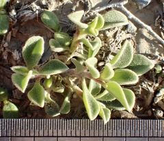 Aizoon pubescens