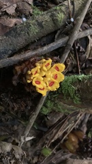 Etlingera fimbriobracteata