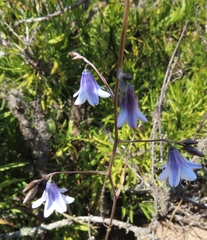 Conanthera campanulata