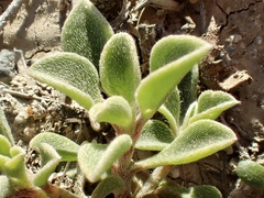 Aizoon pubescens