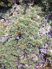 Bolax gummifera