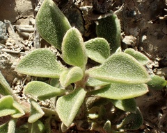 Aizoon pubescens