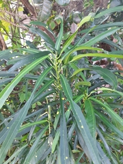 Codiaeum variegatum