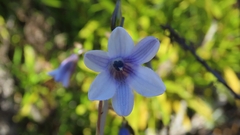 Conanthera campanulata