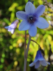 Conanthera campanulata