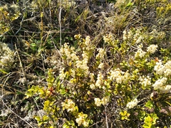 Gaultheria crassa