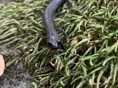 Batrachoseps nigriventris